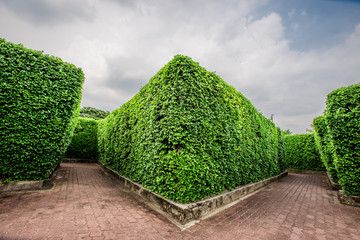 Natural background of garden decoration, green shrub decoration to be beautiful, as a point of interest and stop taking pictures while traveling