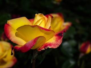 Single rose in the garden