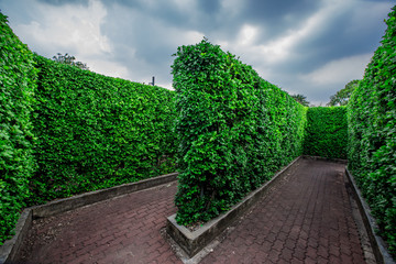 Fototapeta na wymiar Natural background of garden decoration, green shrub decoration to be beautiful, as a point of interest and stop taking pictures while traveling