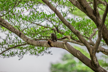Natural background of garden decoration, green shrub decoration to be beautiful, as a point of interest and stop taking pictures while traveling