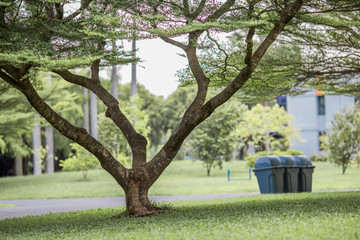 Natural background of garden decoration, green shrub decoration to be beautiful, as a point of...