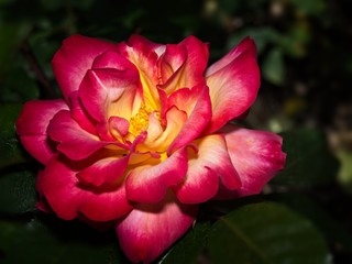 Single rose in the garden