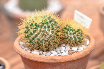 Nature wallpaper close-up Of cactus, with sharp thorny stems and can grow even in hot weather, a plant that can be seen in tropical countries