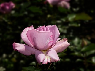 Single rose in the garden