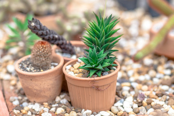 Nature wallpaper close-up Of cactus, with sharp thorny stems and can grow even in hot weather, a plant that can be seen in tropical countries