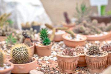 Nature wallpaper close-up Of cactus, with sharp thorny stems and can grow even in hot weather, a plant that can be seen in tropical countries