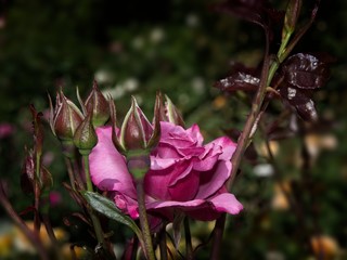 Single rose in the garden