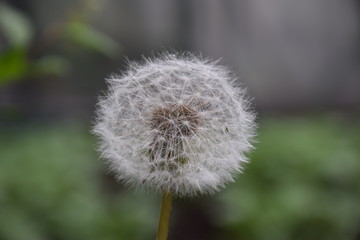 Dandelion....