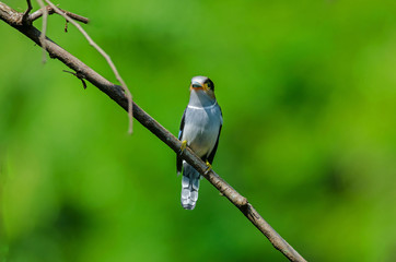 colorful bird Silver-breasted broadbil