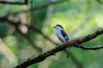Fototapeta premium colorful bird Silver-breasted broadbil