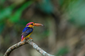 Black backed Kingfisher or Oriental Dwarf Kingfisher