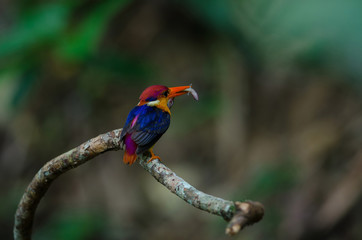 Black backed Kingfisher or Oriental Dwarf Kingfisher