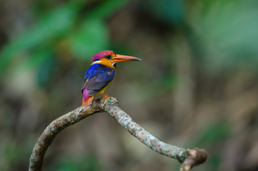Black backed Kingfisher or Oriental Dwarf Kingfisher