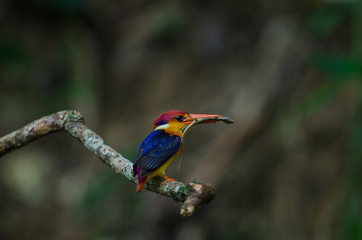 Black backed Kingfisher or Oriental Dwarf Kingfisher