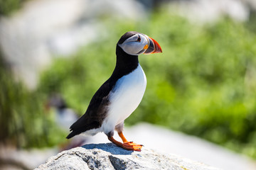 Selective Focus on Single Atlantic Puffin (Fratercula arctica) with Soft Background during Breeding Season on Macias Seal Island