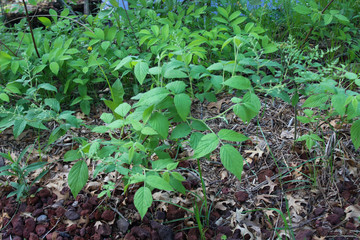 young plants in the garden