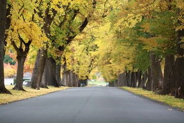 Obraz premium empty road with big trees in autumn season