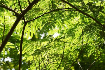 Fresh green leaves of Silk tree (Albizia julibrissin)