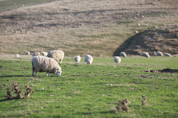 sheep in the green field with mountain background