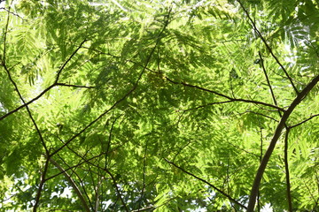 Fototapeta na wymiar Fresh green leaves of Silk tree (Albizia julibrissin)