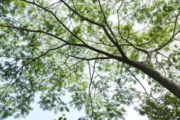 Fresh green leaves of Silk tree (Albizia julibrissin)