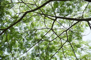 Fresh green leaves of Silk tree (Albizia julibrissin)