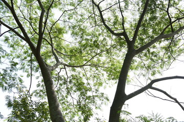 Fresh green leaves of Silk tree (Albizia julibrissin)