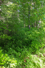 Fototapeta premium trees in the forest