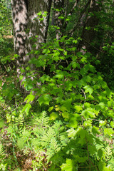 green leaves in the forest