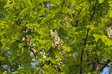 ゴールデンアカシア（ニセアカシア ’フリーシア’）の花が咲く