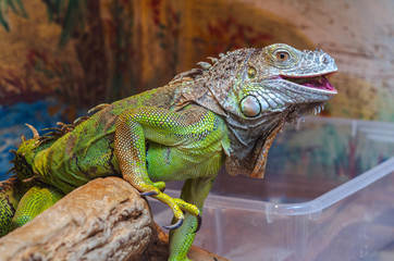 Exotic animal iguana. The Dragon