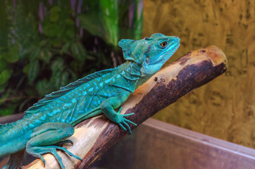 Beautiful tropical lizard basilisk