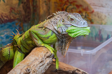 Exotic green iguana eating leaf