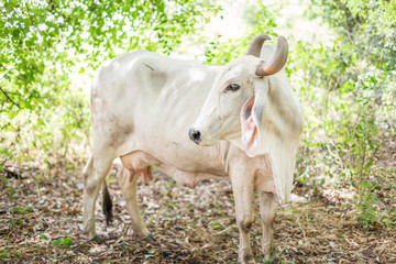 Naklejka na ściany i meble American Brahman cattle in abundant natural farms