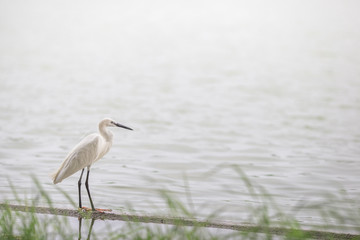 The blurred background of poultry (white egret) that is looking for food on the river bank, by eating small fish food for existence, the mouth is long for prey.