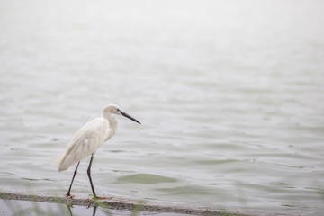 The blurred background of poultry (white egret) that is looking for food on the river bank, by eating small fish food for existence, the mouth is long for prey.