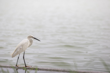 The blurred background of poultry (white egret) that is looking for food on the river bank, by eating small fish food for existence, the mouth is long for prey.