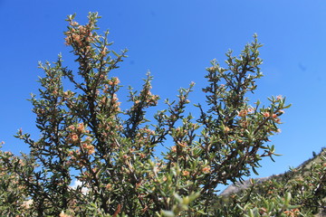 Wild Flower bush