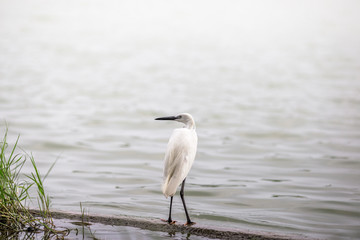 The blurred background of poultry (white egret) that is looking for food on the river bank, by...
