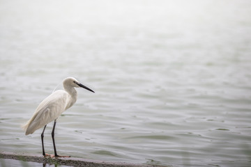 The blurred background of poultry (white egret) that is looking for food on the river bank, by...