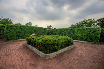 Natural background of garden decoration, green shrub decoration to be beautiful, as a point of...