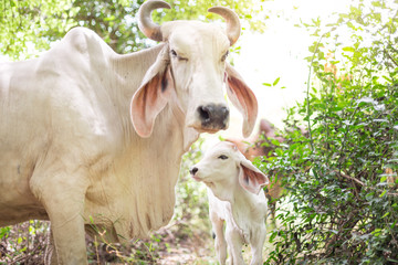 American Brahman cattle in abundant natural farms