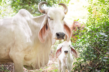 American Brahman cattle in abundant natural farms