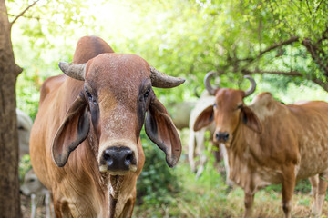American Brahman cattle in abundant natural farms