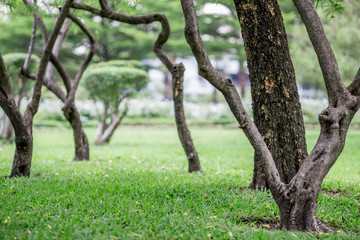 The natural background of colorful leaves, seasonal deciduous (orange, yellow, green, light green) is the beauty of the ecological system.