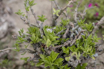 Natural background of garden decoration, green shrub decoration to be beautiful, as a point of interest and stop taking pictures while traveling