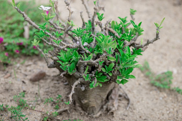Natural background of garden decoration, green shrub decoration to be beautiful, as a point of interest and stop taking pictures while traveling