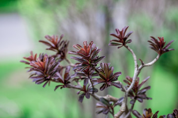 Natural background of garden decoration, green shrub decoration to be beautiful, as a point of interest and stop taking pictures while traveling