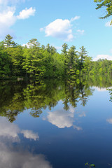 Fototapeta premium reflection of trees in water