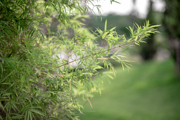 Blurred background of green leaves (bamboo leaves, small plants) that grow naturally along the pool, is a beautiful ecological system.